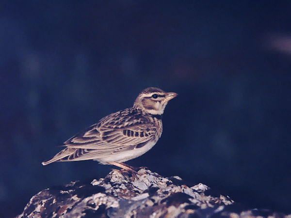 Ylänkökiuru, Bimaculated Lark, Melanocorypha bimaculata
